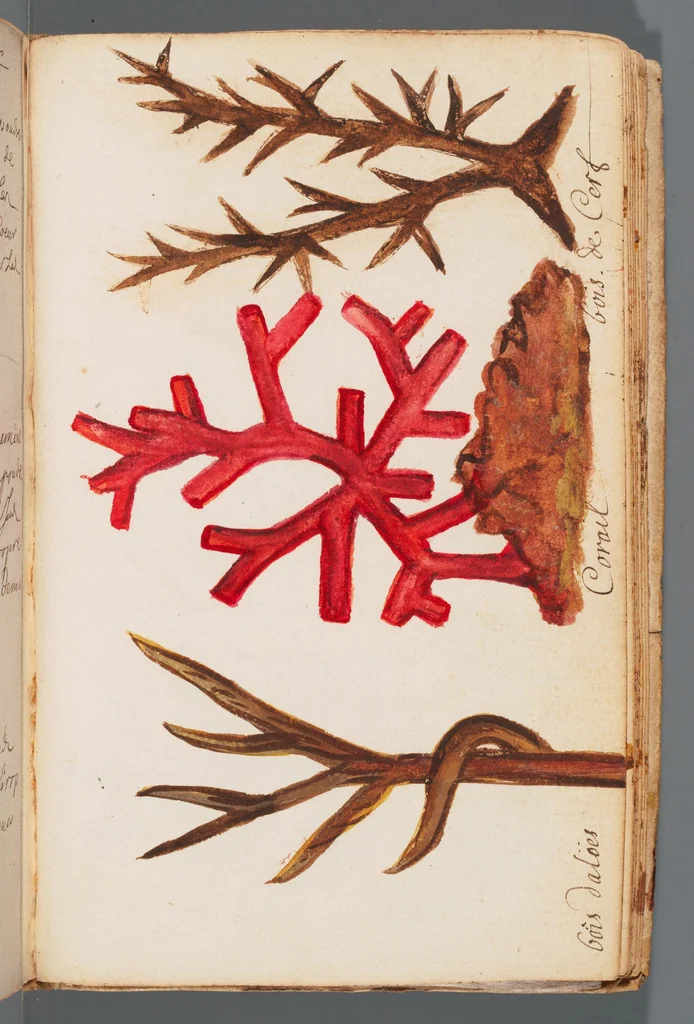 An illustration from Collection of seventy-eight water color plates of plants, 1700, leaf 139