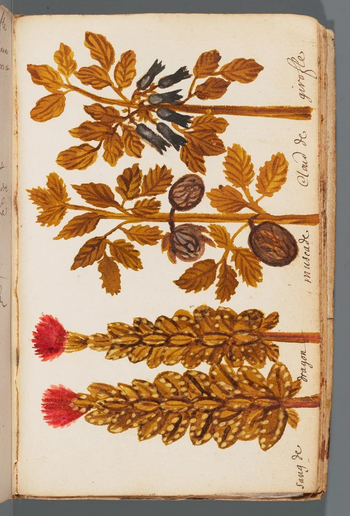 An illustration from Collection of seventy-eight water color plates of plants, 1700, leaf 143