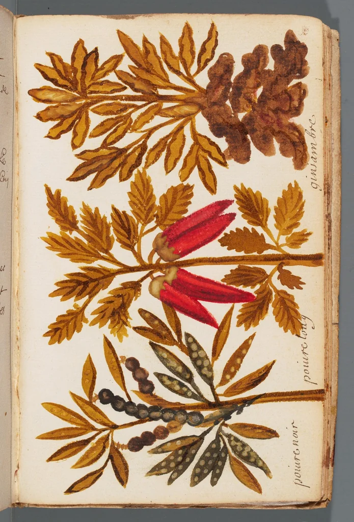 An illustration from Collection of seventy-eight water color plates of plants, 1700, leaf 145