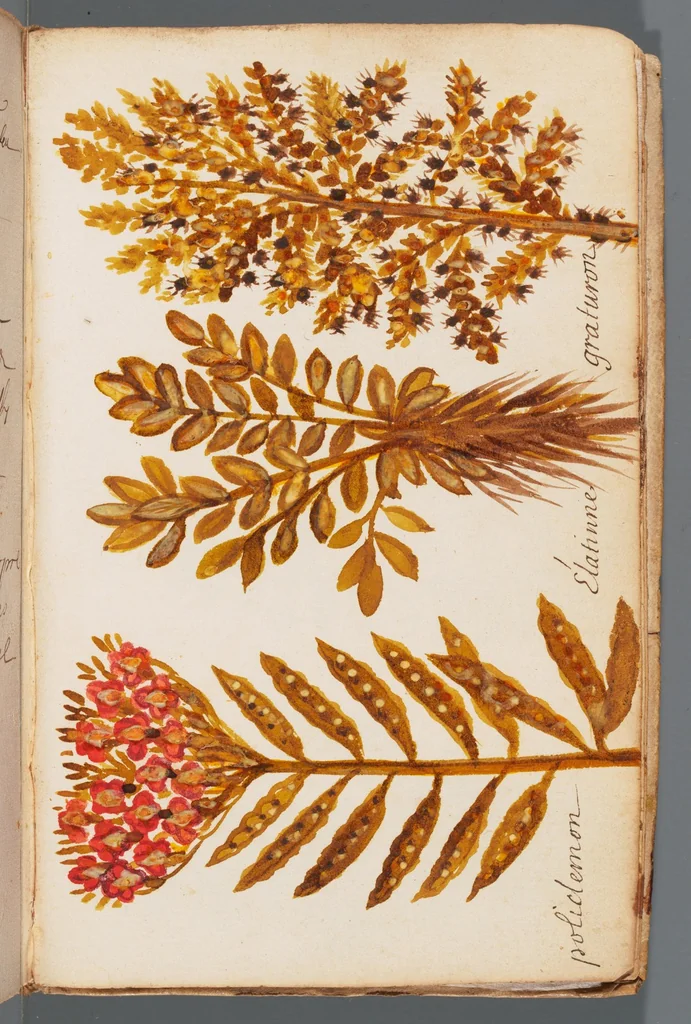 An illustration from Collection of seventy-eight water color plates of plants, 1700, leaf 149