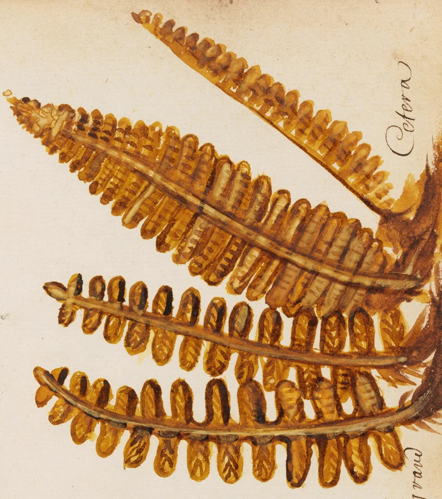 An illustration from Collection of seventy-eight water color plates of plants, 1700, leaf 151
