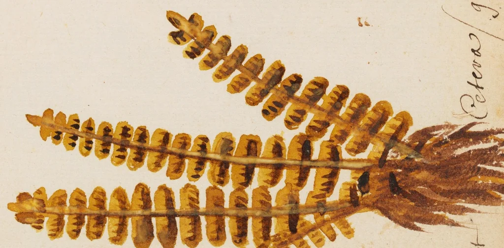 An illustration from Collection of seventy-eight water color plates of plants, 1700, leaf 151