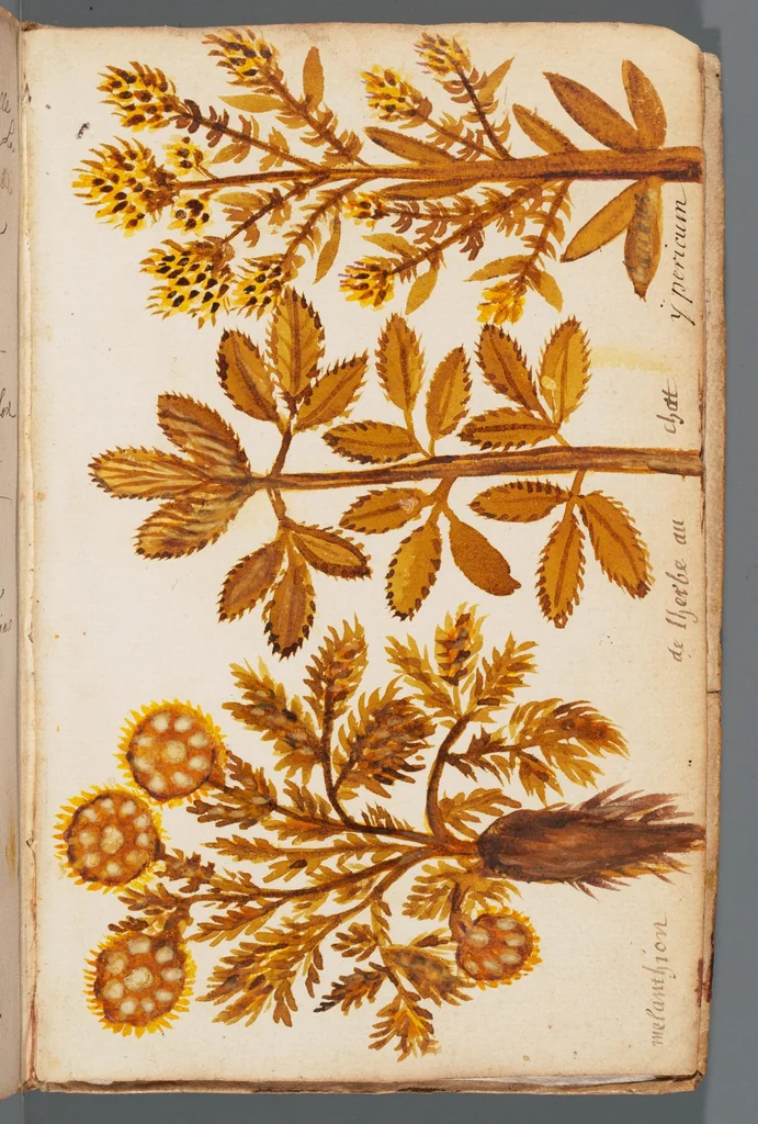 An illustration from Collection of seventy-eight water color plates of plants, 1700, leaf 153