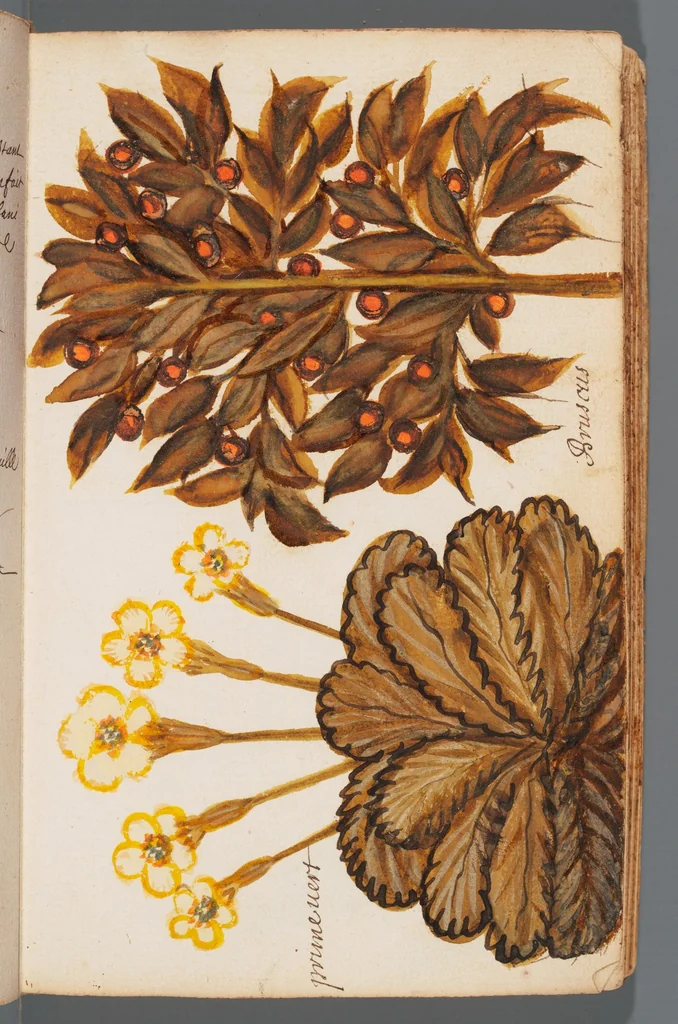 An illustration from Collection of seventy-eight water color plates of plants, 1700, leaf 27