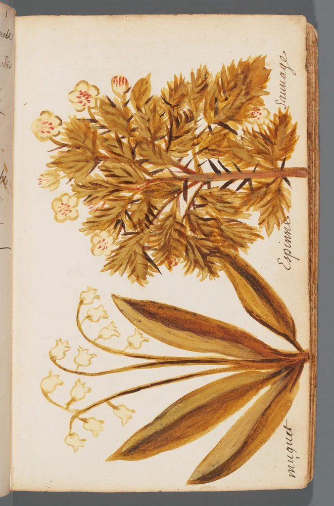 An illustration from Collection of seventy-eight water color plates of plants, 1700, leaf 29