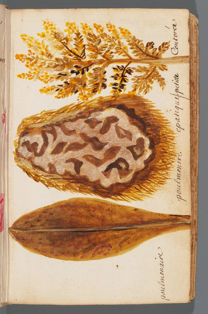 An illustration from Collection of seventy-eight water color plates of plants, 1700, leaf 33