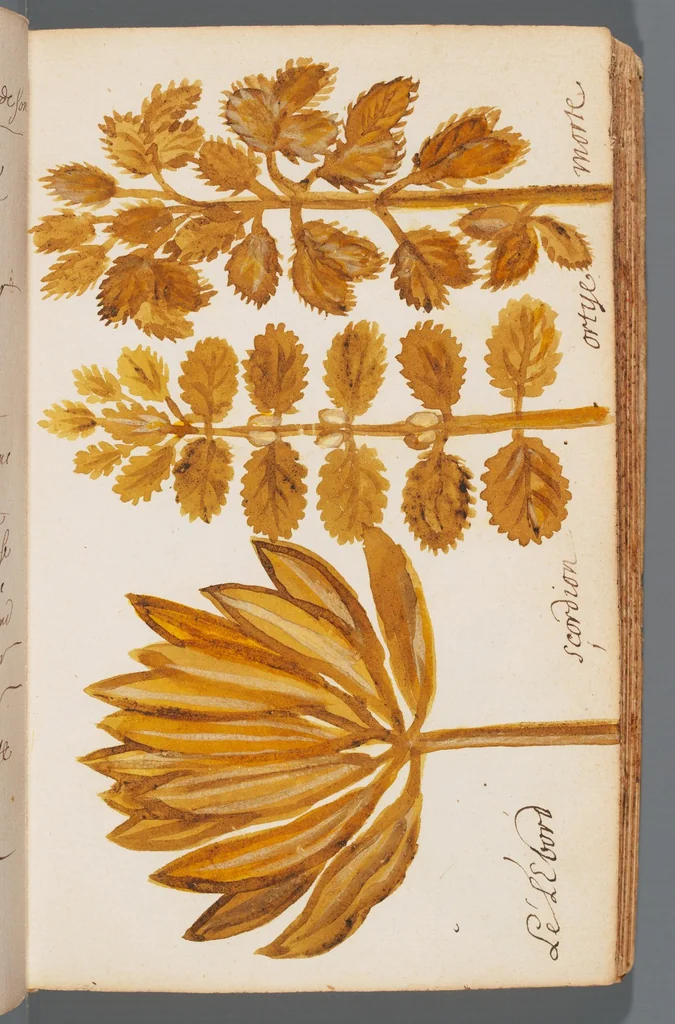 An illustration from Collection of seventy-eight water color plates of plants, 1700, leaf 37
