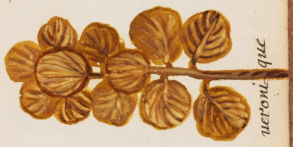 An illustration from Collection of seventy-eight water color plates of plants, 1700, leaf 47
