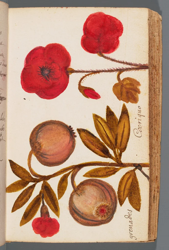 An illustration from Collection of seventy-eight water color plates of plants, 1700, leaf 53