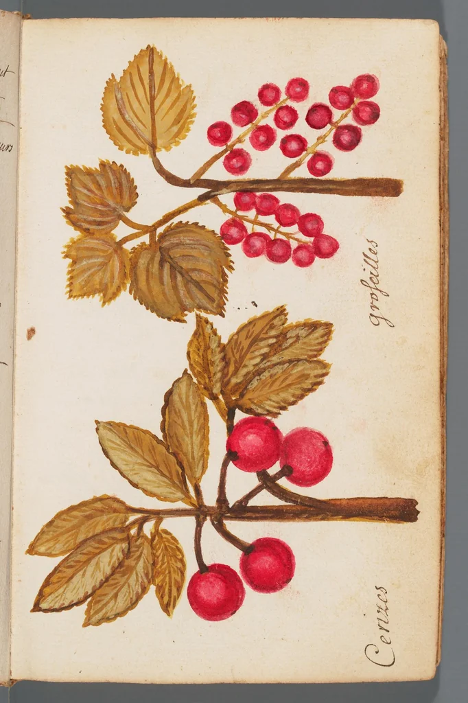 An illustration from Collection of seventy-eight water color plates of plants, 1700, leaf 9