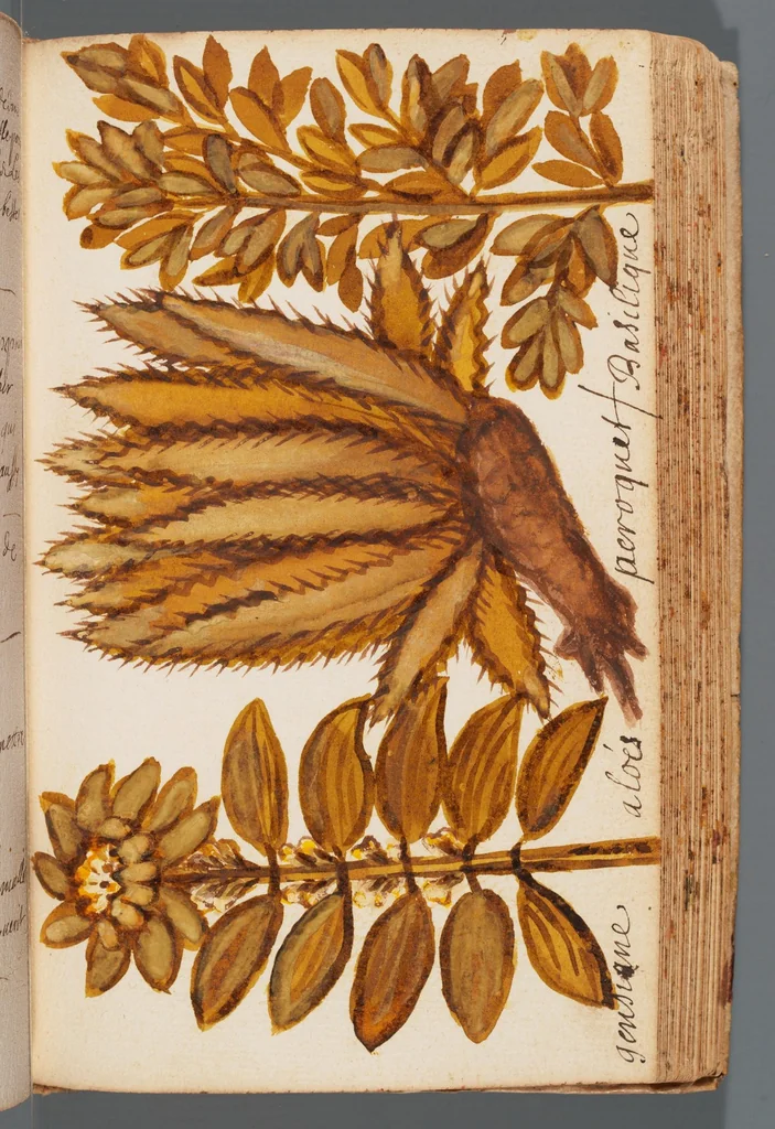 An illustration from Collection of seventy-eight water color plates of plants, 1700, leaf 95