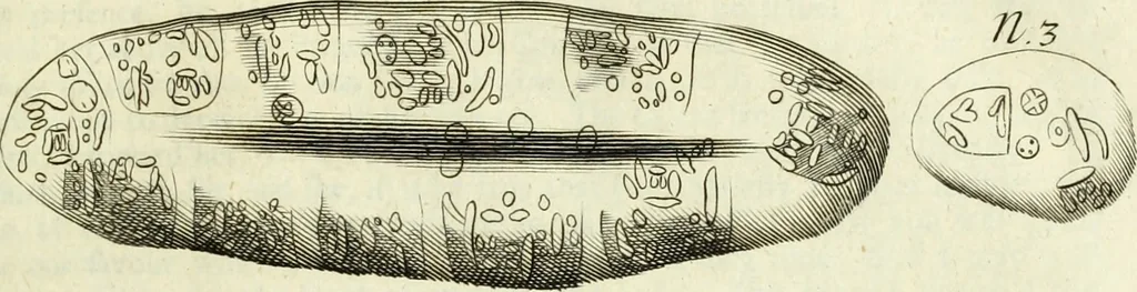 An illustration from Collections of travels through Turkey into Persia, and the East-Indies : Giving an account of the present state of those countries ..., 1684, leaf 318