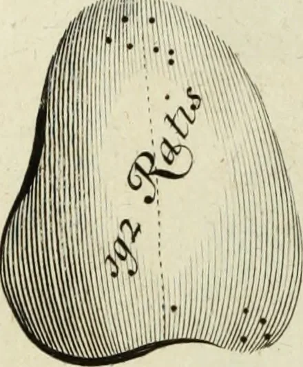An illustration from Collections of travels through Turkey into Persia, and the East-Indies : Giving an account of the present state of those countries ..., 1684, leaf 463