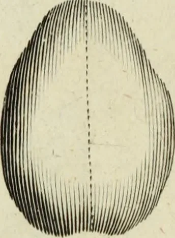 An illustration from Collections of travels through Turkey into Persia, and the East-Indies : Giving an account of the present state of those countries ..., 1684, leaf 463