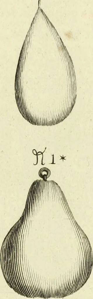 An illustration from Collections of travels through Turkey into Persia, and the East-Indies : Giving an account of the present state of those countries ..., 1684, leaf 468