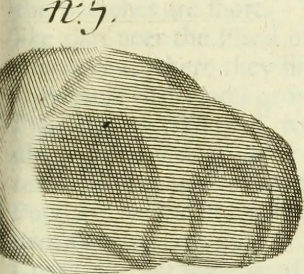 An illustration from Collections of travels through Turkey into Persia, and the East-Indies : Giving an account of the present state of those countries ..., 1684, leaf 470