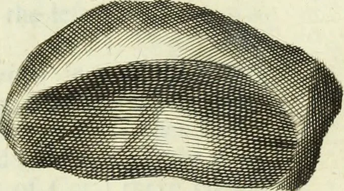 An illustration from Collections of travels through Turkey into Persia, and the East-Indies : Giving an account of the present state of those countries ..., 1684, leaf 470