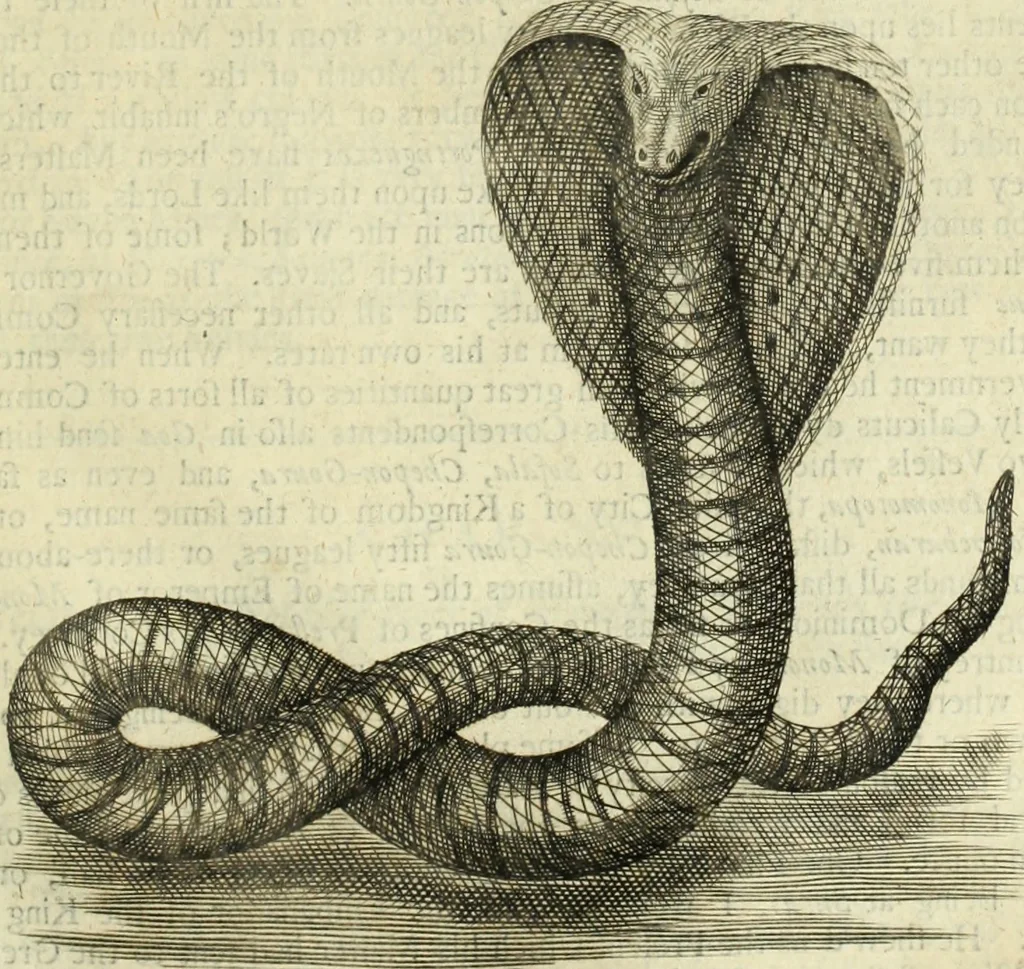 An illustration from Collections of travels through Turkey into Persia, and the East-Indies : Giving an account of the present state of those countries ..., 1684, leaf 476