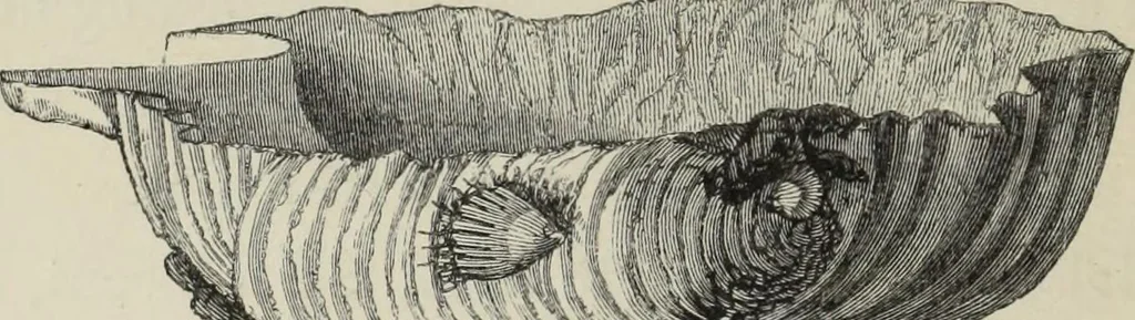 An illustration from Collections towards a history of pottery and porcelain, in the 15th, 16th, 17th, and 18th centuries : with a description of the manufacture, a glossary, and a list of monograms, 1850, leaf 265