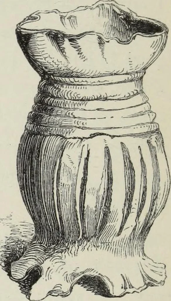 An illustration from Collections towards a history of pottery and porcelain, in the 15th, 16th, 17th, and 18th centuries : with a description of the manufacture, a glossary, and a list of monograms, 1850, leaf 329