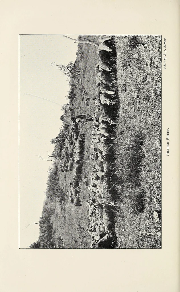An illustration from A colony in the making, or, Sport and profit in British East Africa, 1912, leaf 200