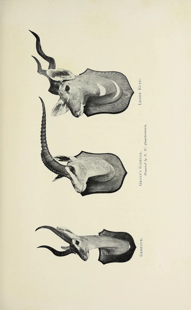 An illustration from A colony in the making, or, Sport and profit in British East Africa, 1912, leaf 327