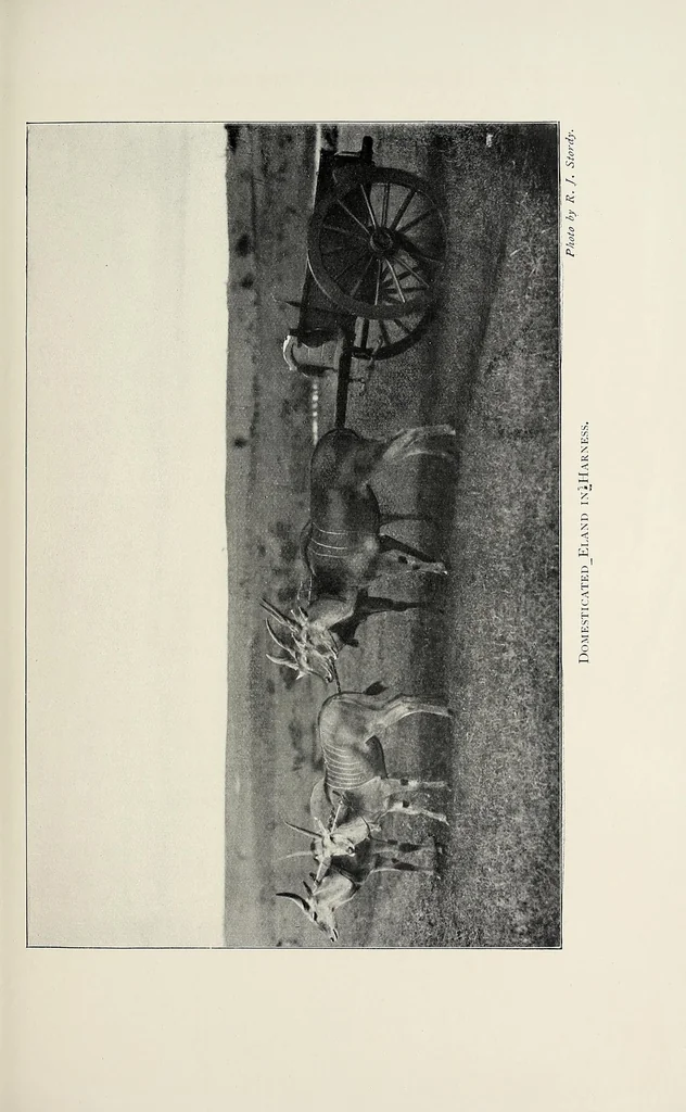 An illustration from A colony in the making, or, Sport and profit in British East Africa, 1912, leaf 337