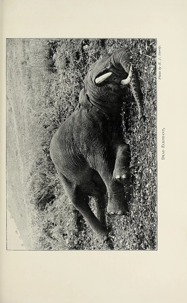 An illustration from A colony in the making, or, Sport and profit in British East Africa, 1912, leaf 357