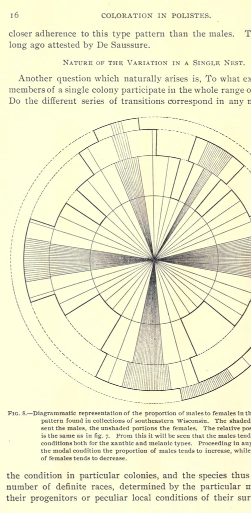 An illustration from Coloration in polistes, 1904, leaf 22