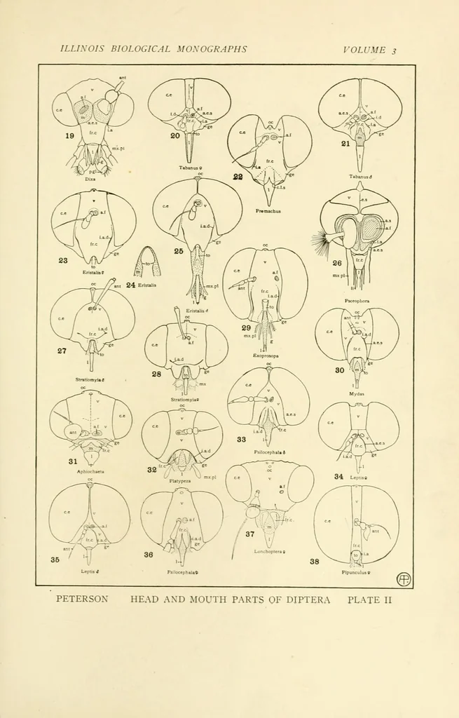 An illustration from Color and color-pattern mechanism of tiger beetles, 1917, leaf 247