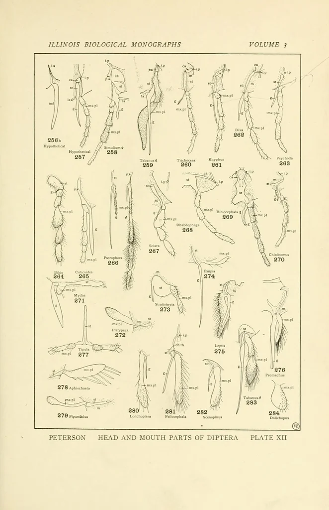 An illustration from Color and color-pattern mechanism of tiger beetles, 1917, leaf 287