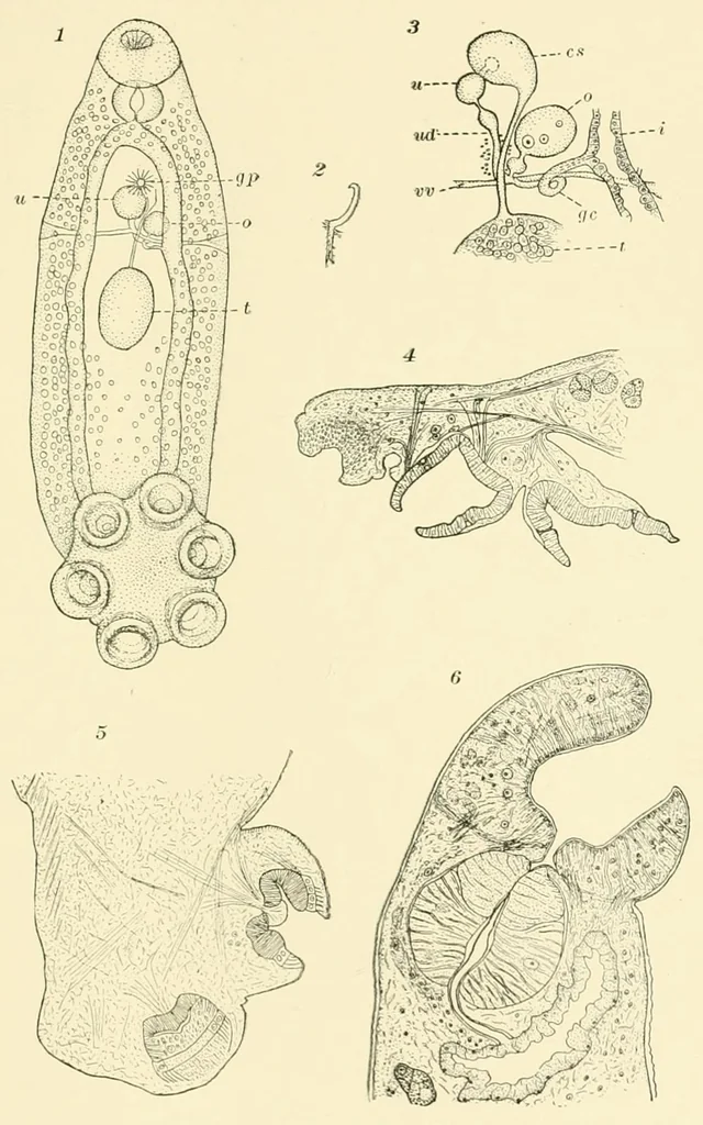 An illustration from Color and color-pattern mechanism of tiger beetles, 1917, leaf 435