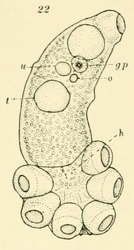 An illustration from Color and color-pattern mechanism of tiger beetles, 1917, leaf 447