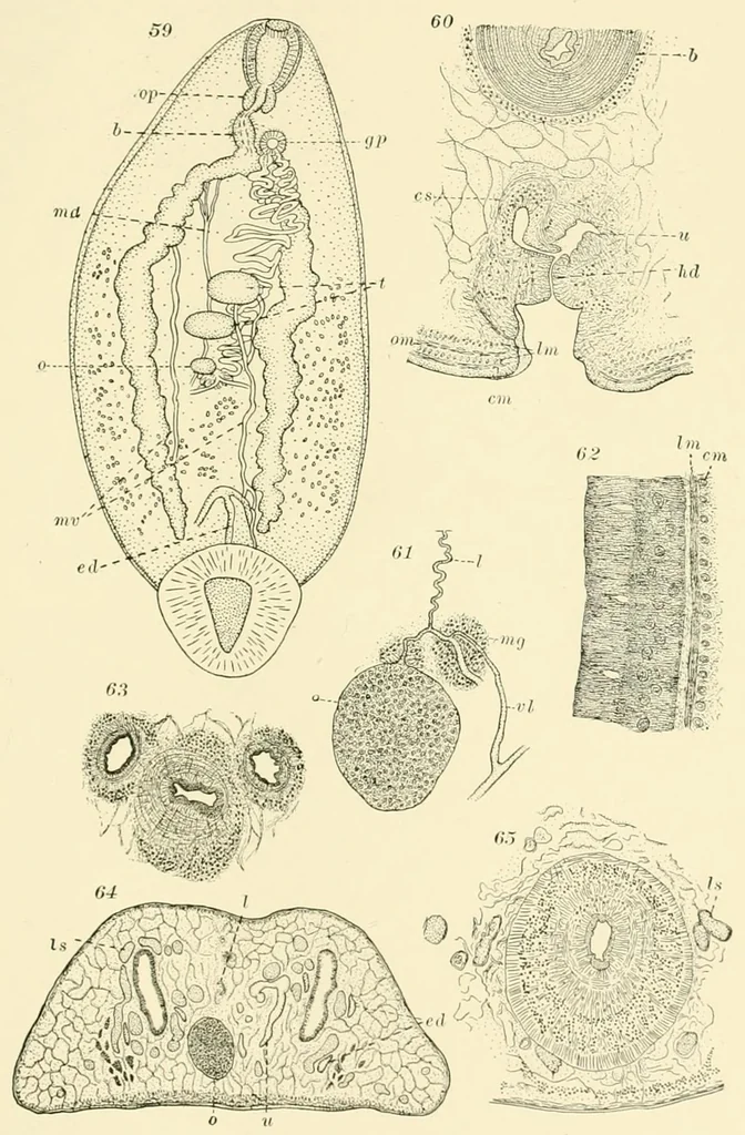 An illustration from Color and color-pattern mechanism of tiger beetles, 1917, leaf 467