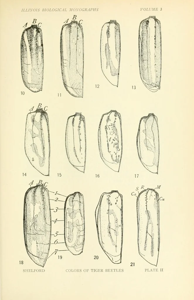 An illustration from Color and color-pattern mechanism of tiger beetles, 1917, leaf 551