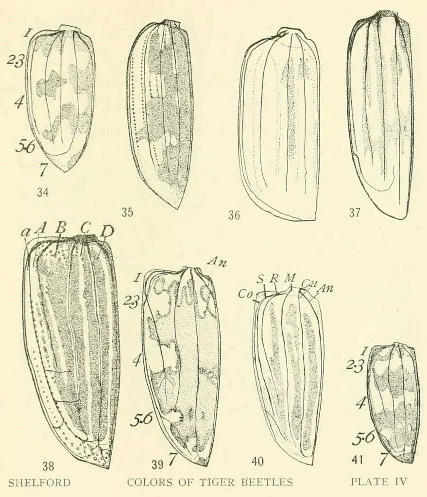 An illustration from Color and color-pattern mechanism of tiger beetles, 1917, leaf 555