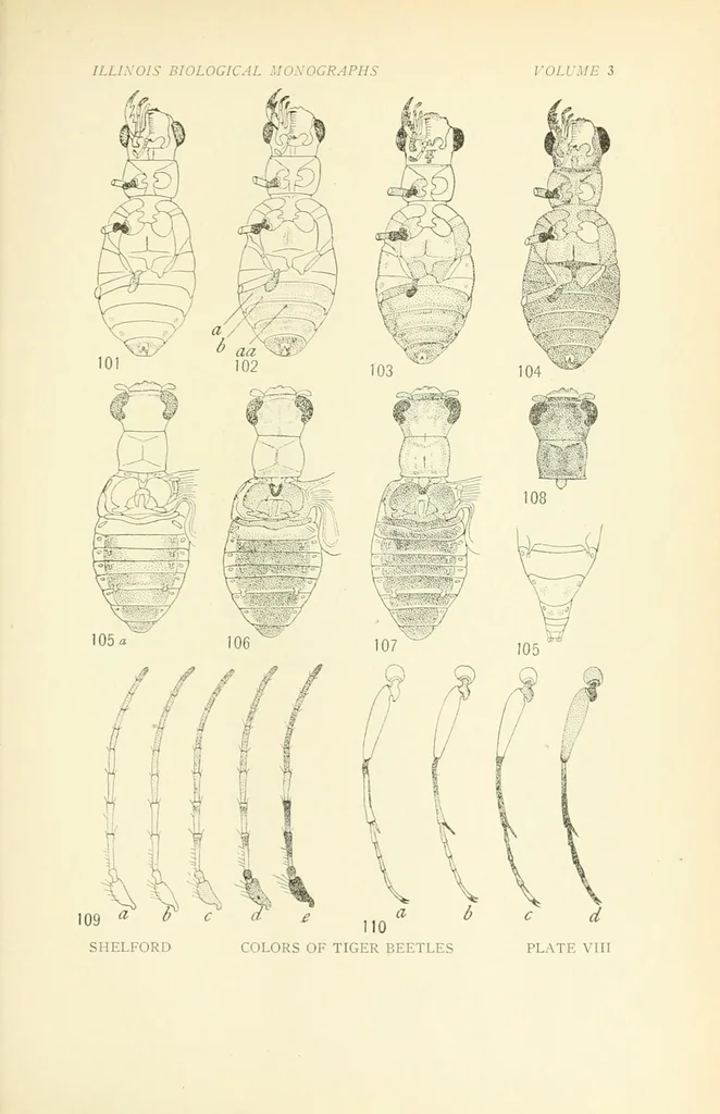 An illustration from Color and color-pattern mechanism of tiger beetles, 1917, leaf 563