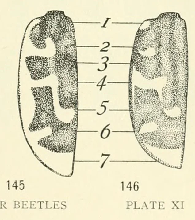An illustration from Color and color-pattern mechanism of tiger beetles, 1917, leaf 569