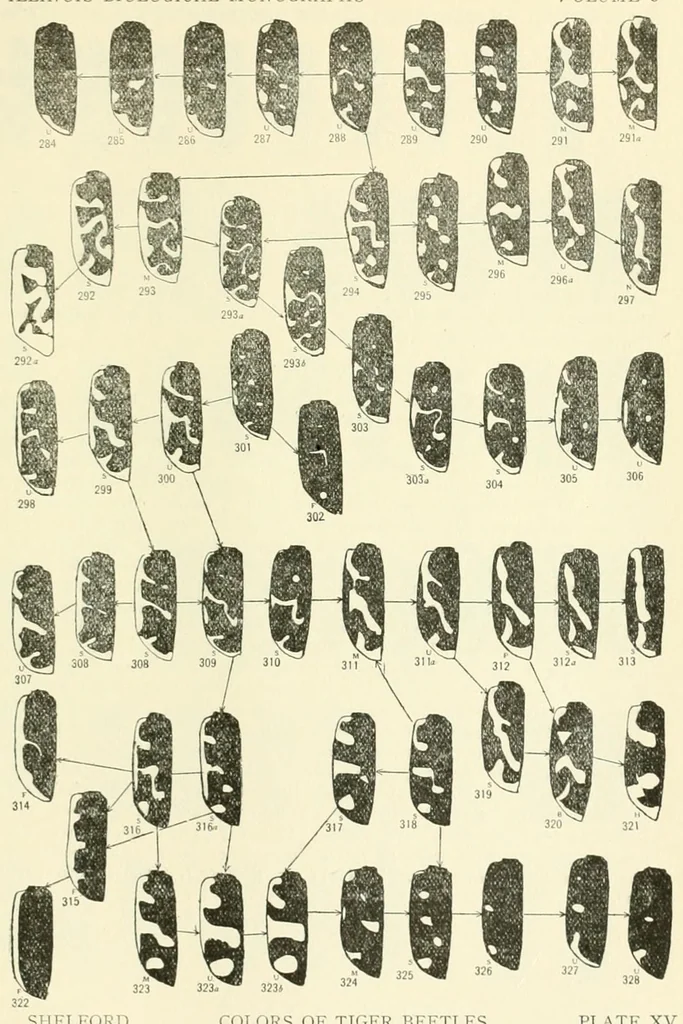 An illustration from Color and color-pattern mechanism of tiger beetles, 1917, leaf 577