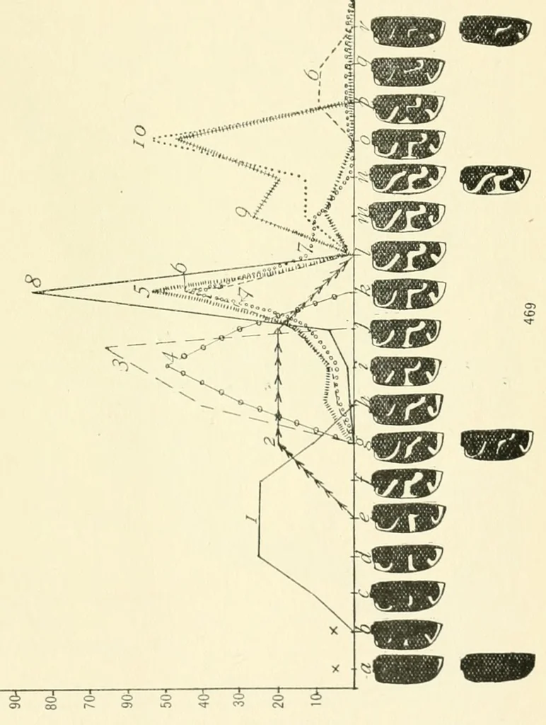 An illustration from Color and color-pattern mechanism of tiger beetles, 1917, leaf 589