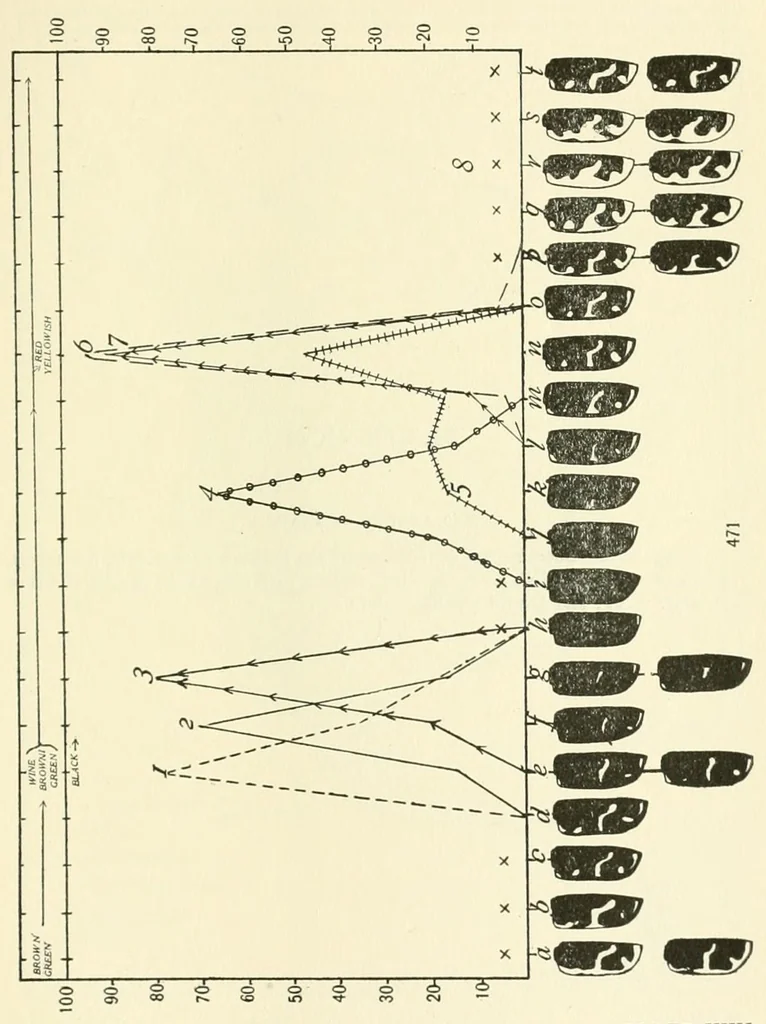 An illustration from Color and color-pattern mechanism of tiger beetles, 1917, leaf 597