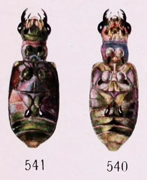 An illustration from Color and color-pattern mechanism of tiger beetles, 1917, leaf 606
