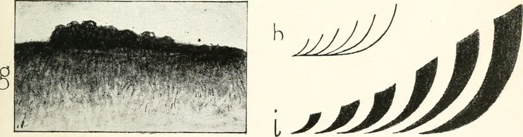 An illustration from Color in everyday life; a manual for lay students, artisaus and artists; the principles of color combination and color arrangement, and their applications in dress, home, business, the theatre and community play, 1918, leaf 106