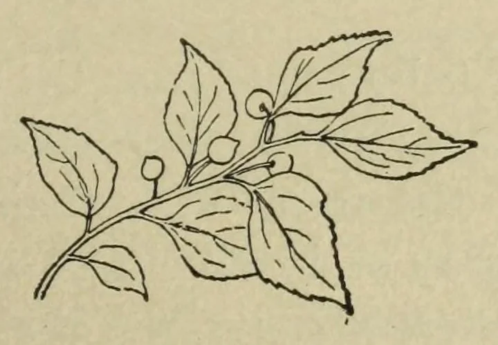 An illustration from Color instruction : suggestions for a course of instruction in color for public schools, 1893, leaf 135