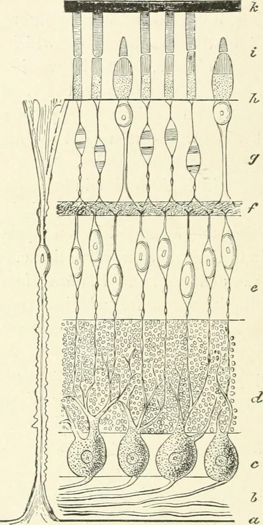 An illustration from Color-vision and color blindness, a practical manual for railroad surgeons, 1920, leaf 25
