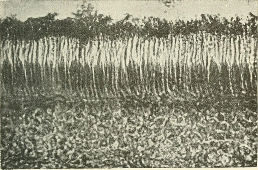 An illustration from Color-vision and color blindness, a practical manual for railroad surgeons, 1920, leaf 26