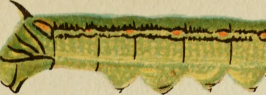 An illustration from Colouration in animals and plants, 1886, leaf 110