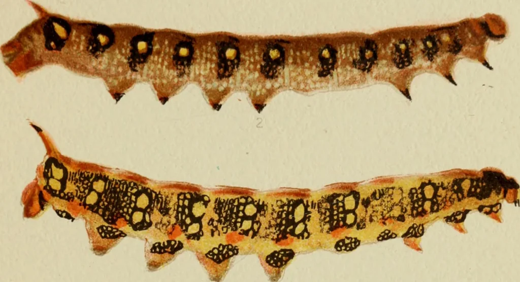 An illustration from Colouration in animals and plants, 1886, leaf 110