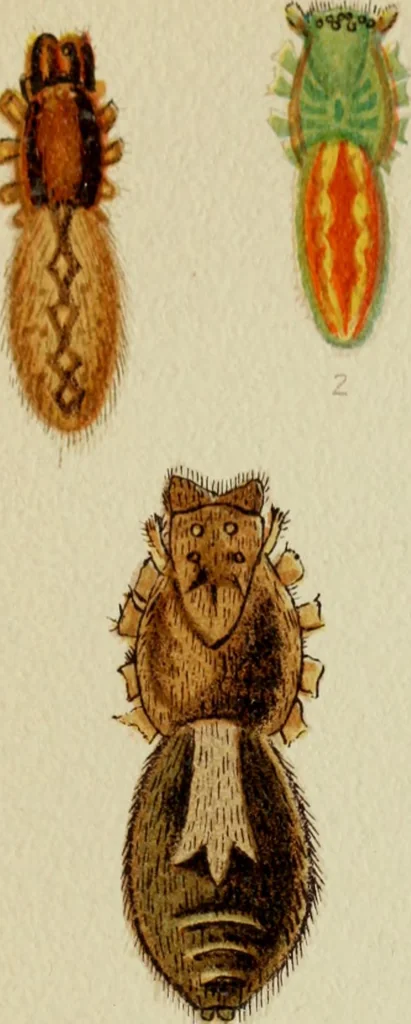 An illustration from Colouration in animals and plants, 1886, leaf 116