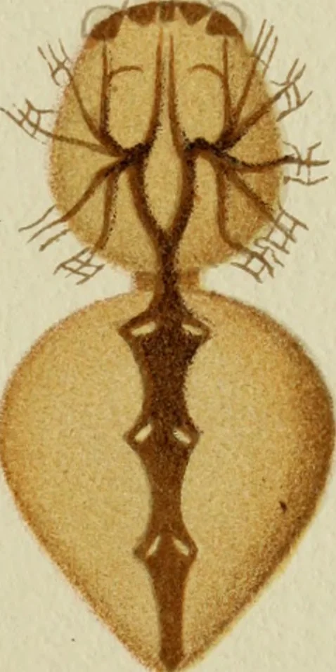 An illustration from Colouration in animals and plants, 1886, leaf 116